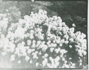 Image of Cotton Grass